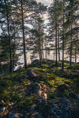 Obraz premium Kiefernwald auf einer Insel in Schweden