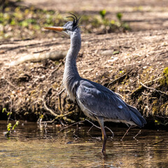 Grey heron, Ardea cinerea, a massive gray bird wading through a flat lake searching for fish