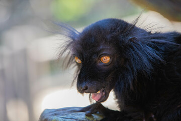Madagascar black lemur with tusks close up