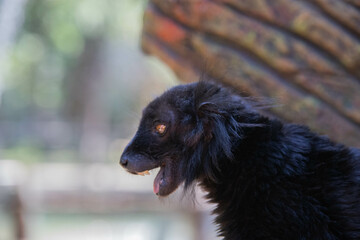 Madagascar black lemur with tusks close up