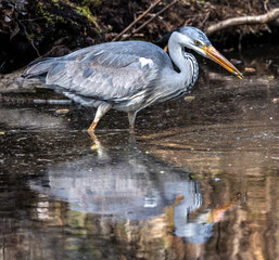 While fishing in the moving water a grey heron, Ardea cinerea successfully caught a fish.