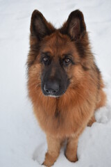 portrait of a german shepherd dog on snow