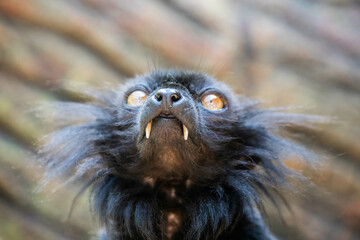 Madagascar black lemur with tusks close up