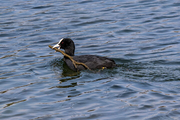 The Eurasian coot, Fulica atra swimming on the Kleinhesseloher Lake at Munich, Germany