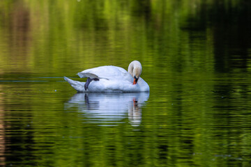 Mute swan, Cygnus olor swimming on a lake in Munich, Germany