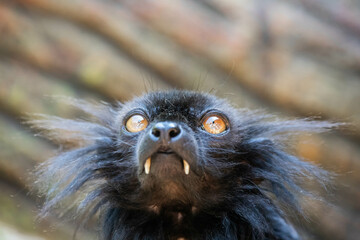 Madagascar black lemur with tusks close up