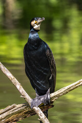 The great cormorant, Phalacrocorax carbo sitting on a branch