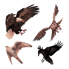Set of birds of prey in flight. Detailed vector illustration.