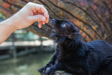 Madagascar black lemur with tusks close up