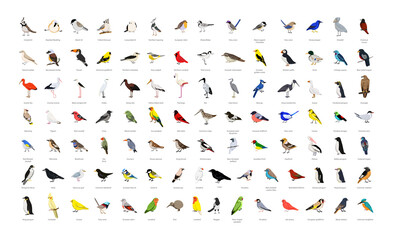Big collection of realistic vector birds. - obrazy, fototapety, plakaty