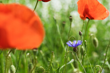 red poppy flowers in field and purple loggerhead 
