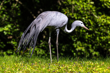 The Blue Crane, Grus paradisea, is an endangered bird