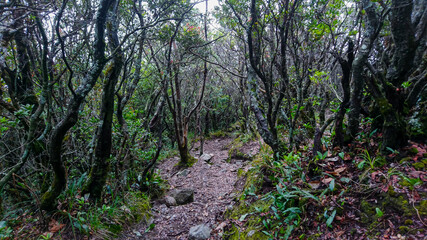 September 18, 2019 mountain trail trail of gede pangrango via mount bogor west Indonesia