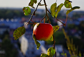 Jesienne czerwone jabłuszko. , Jabłko gałązka, jesień. Autumn red apple. , Twig, autumn.  - obrazy, fototapety, plakaty