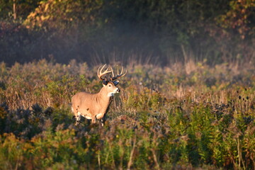 Fall scene of a male 5 point buck white tailed deer standing in meadow at edge of forest