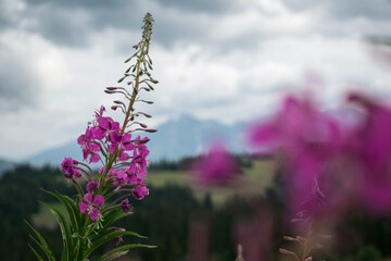 landscape with tatra mountains in the distance with purple fireweed flowers 