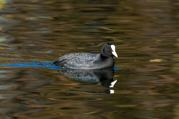 Common moorhen Gallinula chloropus also known as the waterhen or swamp chicken