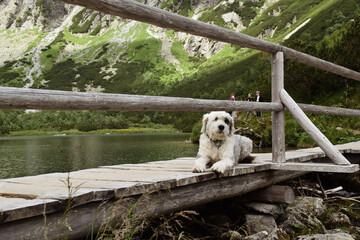 dog in the mountains tatra slovakia shelter bridge lake © ms16_photo