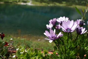 purple flowers by the lake in the mountains slovakia