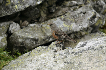 sparrow on the rocks bird in the tatra mountains