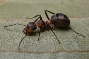 ant Formica polyctena on a leaf