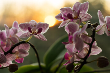 purple pink orchid flowers with sunset in the background