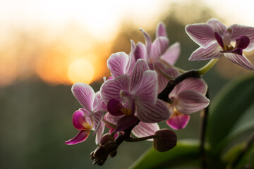 purple pink orchid flowers with sunset in the background