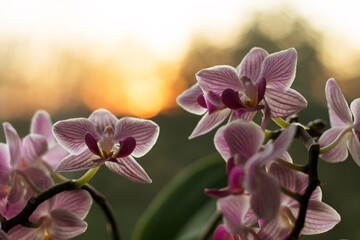 pink orchid flowers with sunset