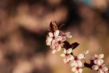 pink cherry blossom flowers closeup spring wallpaper background