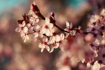 pink cherry blossom flowers closeup spring wallpaper background