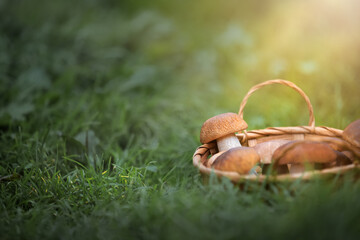 Boletus mushrooms in a basket on the ground. Cap mushrooms.