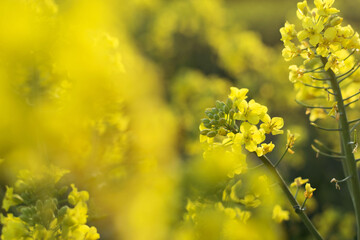 field of yellow flowers rapeseed oil food farm countryside 