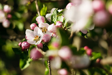 Fototapeta na wymiar apple cherry tree blossom pink white flowers 