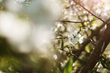 apple blossom in spring white flowers