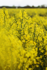 Obraz premium field of yellow flowers rapeseed oil food farm countryside 
