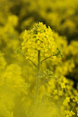 field of yellow flowers rapeseed oil food farm countryside 