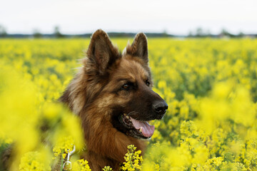 german shepherd portrait in a rapeseed field in summer