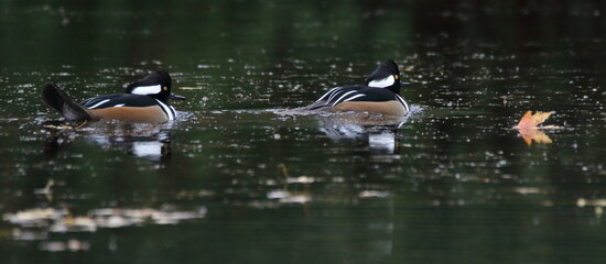 Canard sauvage , harle couronné, Canada