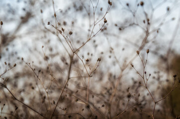 dry bush branches close up