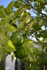 green pears oranges lemons on tree botanical garden