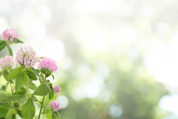 Beautiful blooming clover flowers on blurred background, bokeh effect. Space for text