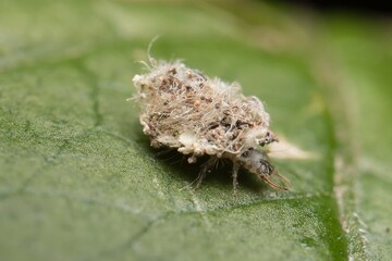 Larva Common Green Lacewing on a leaf