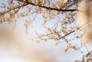 blossom in spring cherry apple tree branch flowers wallpaper background sunset