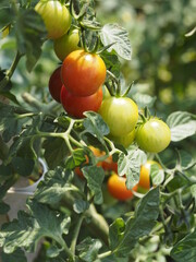 Neue wachsende Kirschtomaten