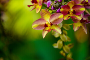 Fototapeta na wymiar pink and yellow orchid