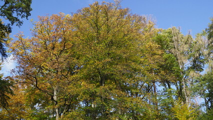 Herbstliche Bäume aus der Froschperspektive