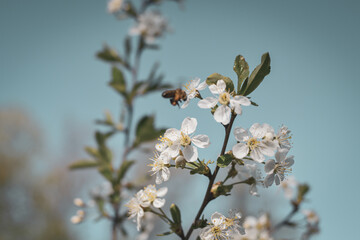 A bee collects pollen from flowers .