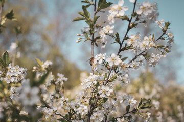 A bee collects pollen from flowers .