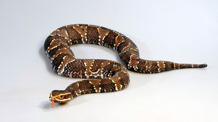 Taylor's cantil  // Taylors Mokassinotter (Agkistrodon bilineatus taylori, Agkistrodon taylori)