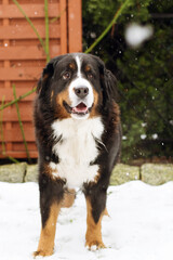 cute Bernese Mountain Dog pet winter garden happy dog snow